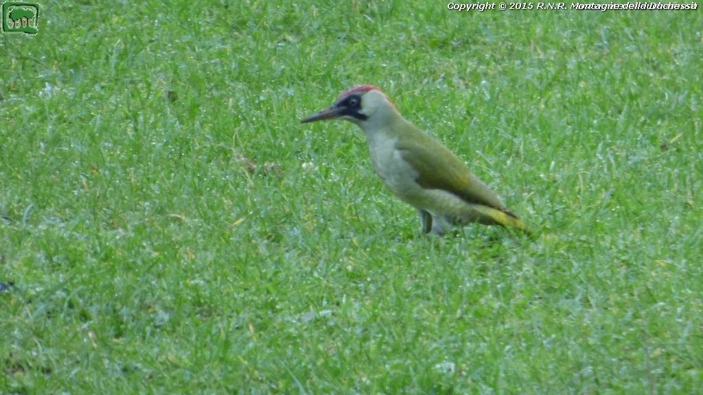 Picchio verde (Picus viridis, Linneo 1758)